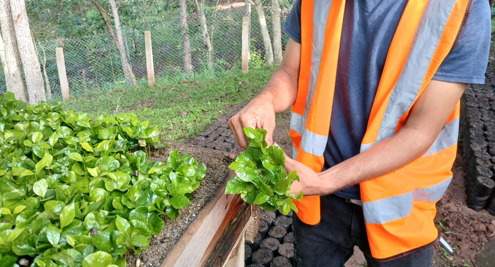 120 familias beneficiadas con proyecto de café